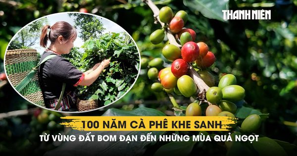 100 năm cà phê Khe Sanh: Từ vùng đất bom đạn đến những mùa quả ngọt