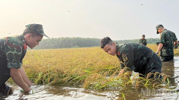120 cán bộ, chiến sĩ giúp dân thu hoạch lúa