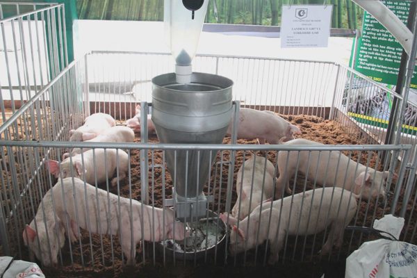 20.000 cơ sở chăn nuôi đã định danh, người mua thịt, trứng sắp được lợi
