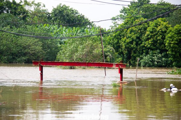 3 cây cầu 'mất dấu' trong nước lũ, người dân Hà Nội phải đi vòng 10 km để sang sông