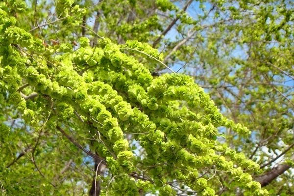 3 loại cây được ví như ‘cây tài lộc’, nhiều người thích trồng trong sân nhà