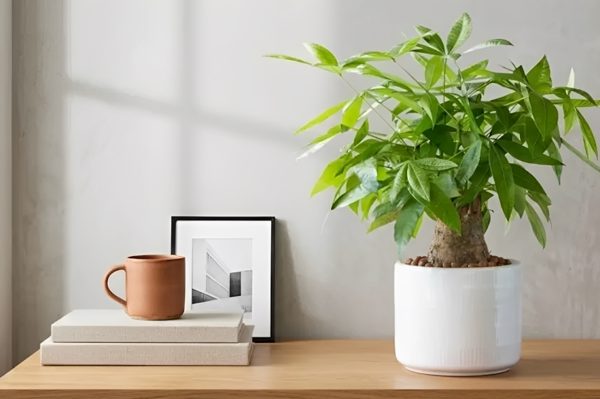 3 loại cây nhỏ để bàn làm việc vừa đẹp vừa mang ý nghĩa phong thủy