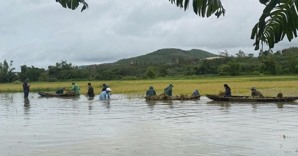 3 tháng trồng 2 sào lúa chỉ lãi 35.000 đồng? Bài đăng hút 2,5 triệu lượt xem