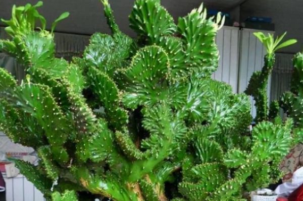4 loại cây nên trồng ở ban công mang ý nghĩa hóa giải sát khí, đón vượng khí