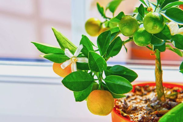 5 cây ăn quả trồng chậu trong nhà vừa đẹp vừa có trái quanh năm