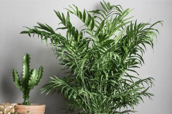5 cây xanh cho quán cà phê: Đẹp, dễ chăm và hợp phong thủy