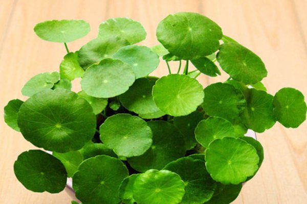 5 loại cây phong thủy được dân kinh doanh ưa chuộng, gửi gắm kỳ vọng tài lộc