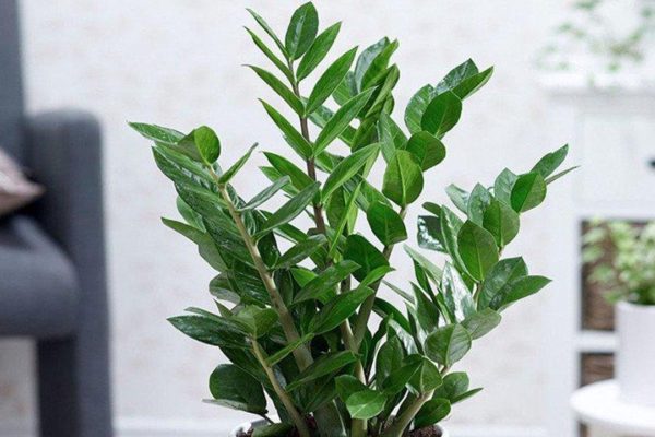 5 loại cây phong thủy được ưa chuộng cho người mới khởi nghiệp