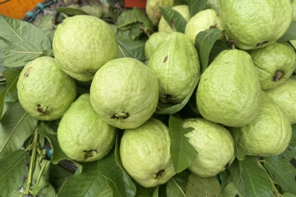5 lý do bệnh nhân đái tháo đường nên ăn ổi nhiều hơn