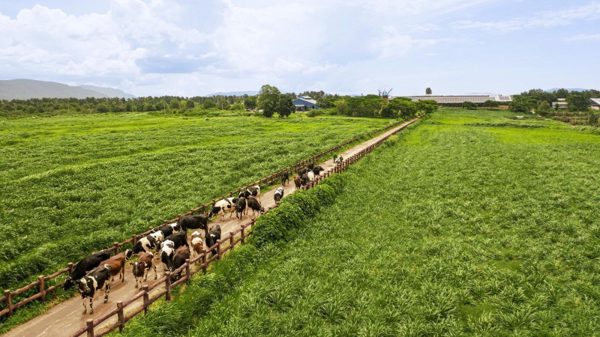 50 năm Vinamilk: Hành trình không ngừng nâng chuẩn
