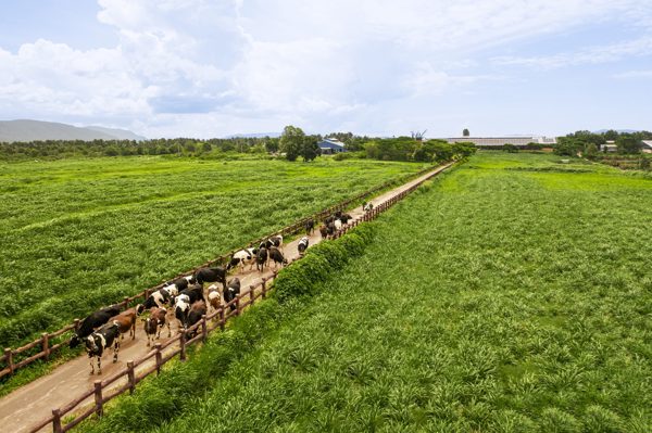 50 năm Vinamilk: Khi ‘đạt chuẩn’ chưa phải điểm dừng