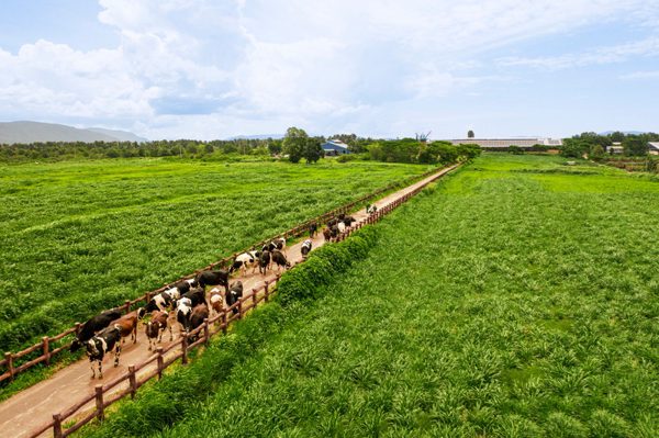 50 năm Vinamilk: Khi 'đạt chuẩn' chưa phải là điểm dừng