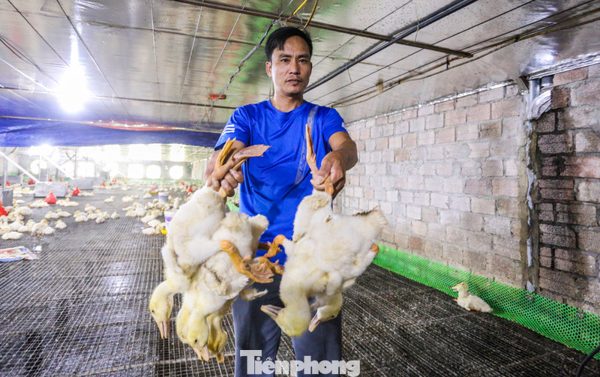 60.000 con gà, vịt chết ngạt sau lũ, chủ trang trại xin ngân hàng giãn nợ