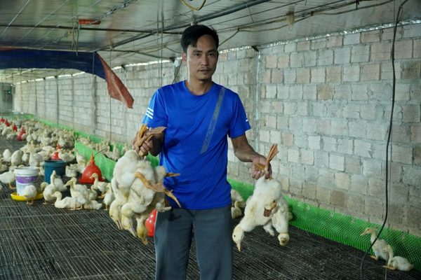60.000 con gà, vịt chết sau lũ, chủ trang trại ở Thanh Hoá thiệt hại tới 10 tỷ đồng