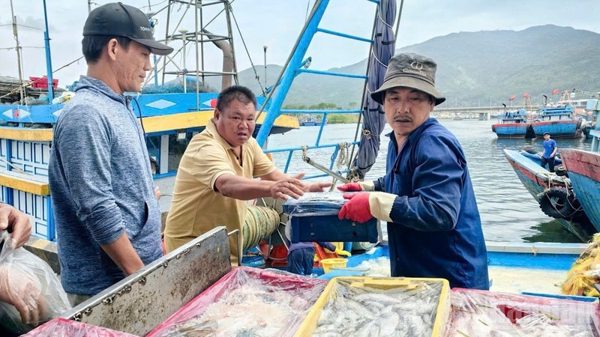 60,62% tàu cá từ 6m trở lên tham gia hệ thống eCDT