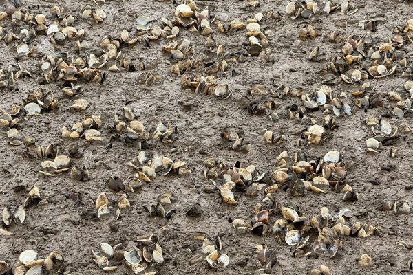 60ha ngao chết hàng loạt ở Thanh Hoá sau mưa bão, ước thiệt hại 2.400 tấn