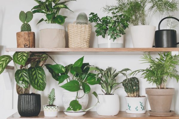 7 vị trí trong nhà nên tránh đặt nếu muốn cây cảnh luôn tươi tốt