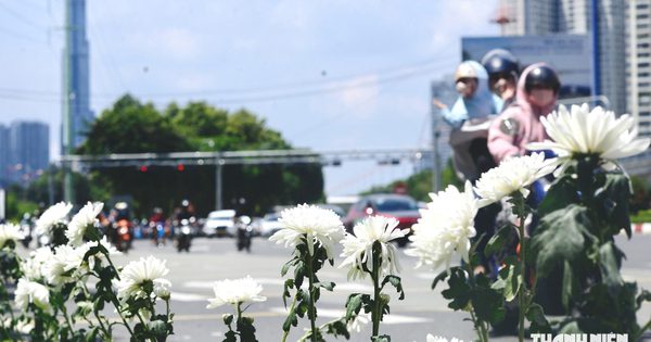 731 liệt sĩ đã về nơi yên nghỉ, hàng cúc trắng ở lại bên đường TP.HCM