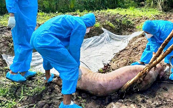 902 con heo bệnh và chết phải tiêu hủy, dịch tả heo châu Phi vẫn diễn biến phức tạp ở Cần Thơ
