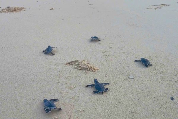 92 rùa con nở, trở về biển ở Hòn Cau