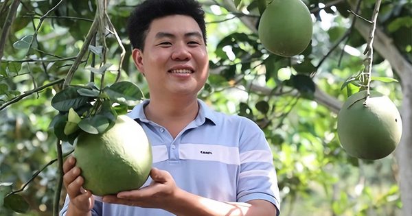 9X cho bưởi da xanh 'sinh đẻ có kế hoạch', thu khoảng 8 tỉ đồng/năm