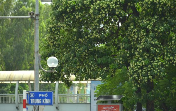 'Ác mộng' hoa sữa với người dân Hà Nội