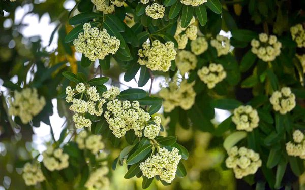 Ai cần chủ động tránh mùi hoa sữa?