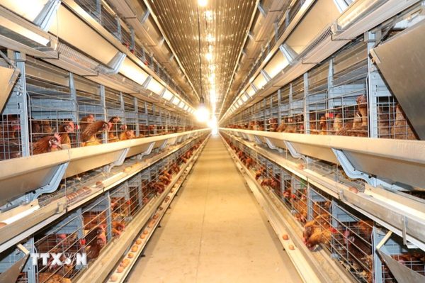 AI mở hướng phát triển chăn nuôi thông minh tại Việt Nam