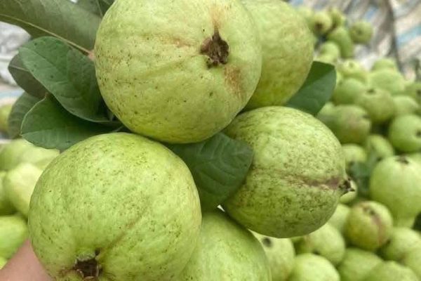 Ăn 1 quả ổi, nhận lượng chất xơ bằng 4-5kg xà lách