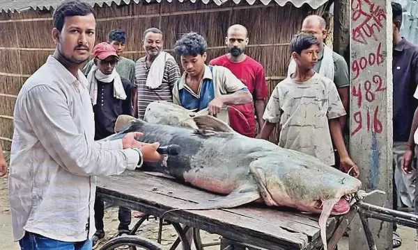 Ấn Độ cảnh báo không ăn cá lạ dạt từ Nepal sau lũ