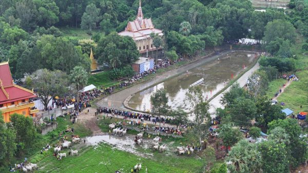An Giang: Hào hứng Hội đua bò truyền thống Chùa Rô