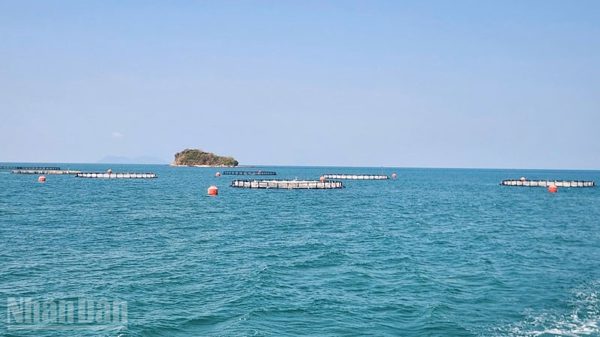 An Giang hướng đến bứt phá nuôi biển bền vững