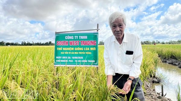 An Giang: Ra mắt giống lúa mới, chịu mặn, năng suất vượt trội