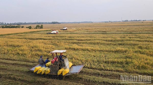 An Giang thu hoạch dứt điểm 219 nghìn ha lúa hè thu