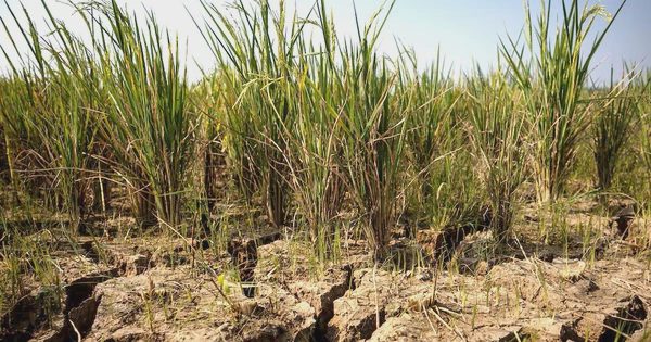An ninh lương thực toàn cầu bị đe dọa