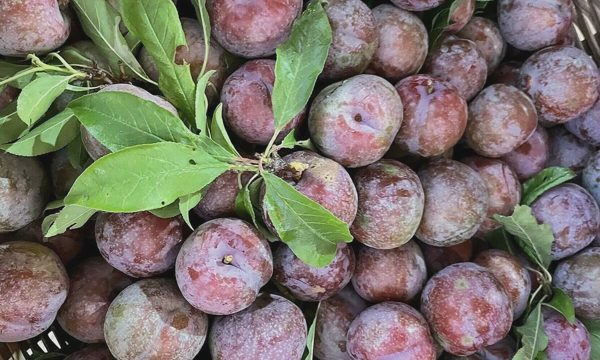 Ăn quả mận giảm táo bón