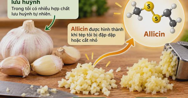 Ăn tỏi mỗi ngày có giúp hạ huyết áp, giảm mỡ máu?