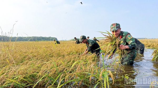 [Ảnh] Cán bộ, chiến sĩ dầm mưa, chạy đua với nước lũ thu hoạch 13ha lúa giúp dân