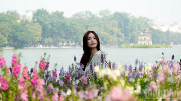 [Ảnh] Những thảm hoa violet Nhật tại Hà Nội hút các bạn trẻ đến check-in
