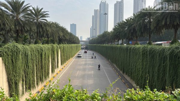 [Ảnh] Trụ cầu, đường hầm ở Hà Nội bắt đầu được phủ xanh