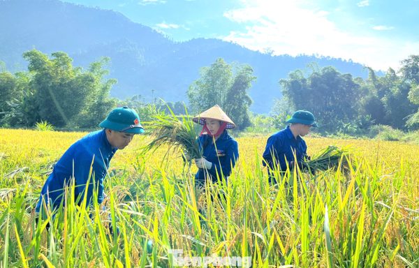 'Áo xanh' xuống đồng chạy đua với mùa gặt