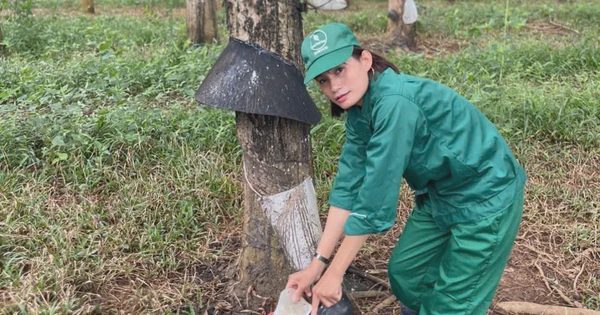 Ba bông hoa trên những vườn cây cao su Kon Tum