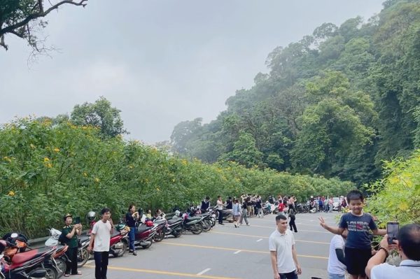 Ba Vì từ chối bán vé cho khách bốc đầu xe, lạng lách khi đi ngắm hoa dã quỳ