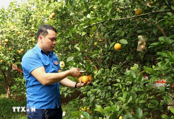 Bắc Ninh đặt mục tiêu số hóa 100% mã số vùng trồng phục vụ xuất khẩu