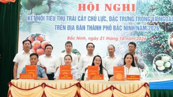 Bắc Ninh đẩy mạnh kết nối tiêu thụ trái cây chủ lực, đặc trưng năm 2026