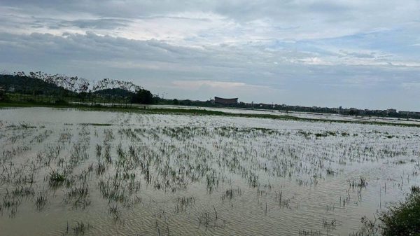 Bắc Ninh nỗ lực cứu lúa sau mưa lũ