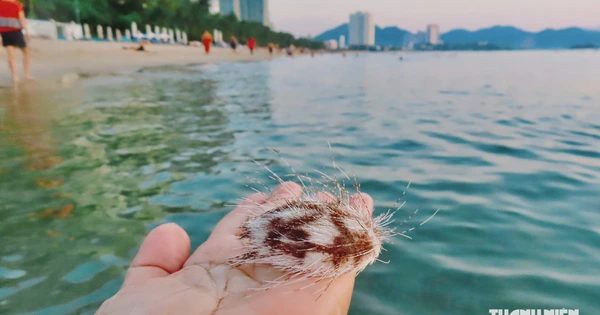 Bác sĩ hướng dẫn cách xử lý khi giẫm phải cầu gai cát