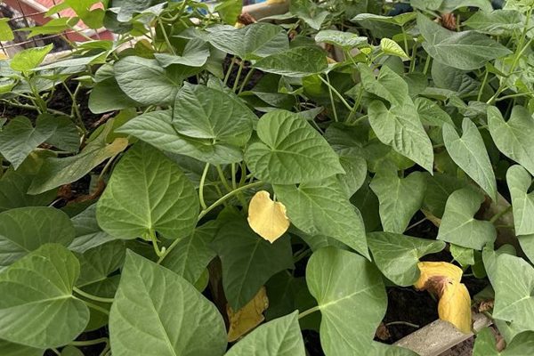 Bác sĩ khuyên một cách nấu rau lang bảo vệ gan, ổn định đường huyết