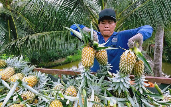 Bách Hóa Xanh sẽ tiêu thụ 40 tấn khóm Cầu Đúc của Cần Thơ mỗi ngày