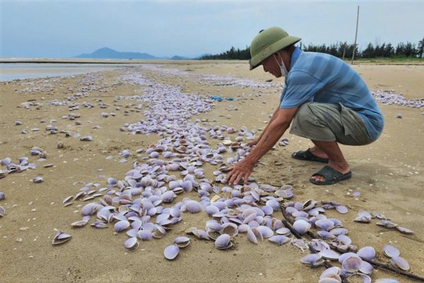 Bãi biển phủ kín hàng tấn ngao tím chết, chưa rõ nguyên nhân